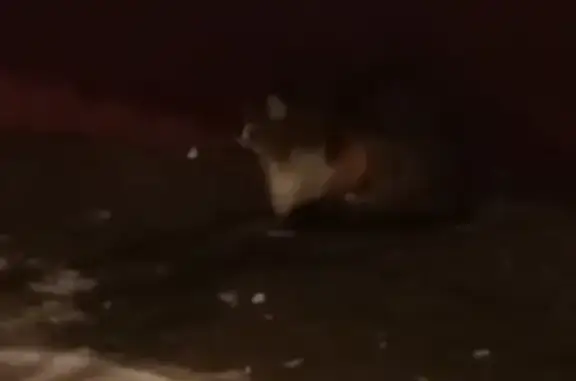 Найдена кошка в Северном Тушино, 8 января, 19:53