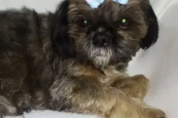 Пропала собака Ши-тсу в Туле: нужно лечение!