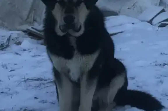 Пропала собака Друган в Первомайском посёлке, Тульская область