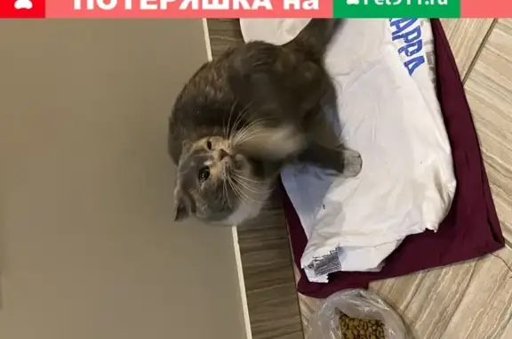 Найдена кошка на Родонитовой 15 в Екатеринбурге
