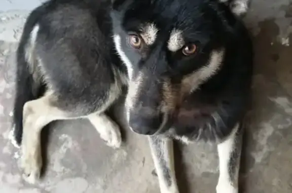Найдена собака на улице Щорса, д.10 в Белгороде