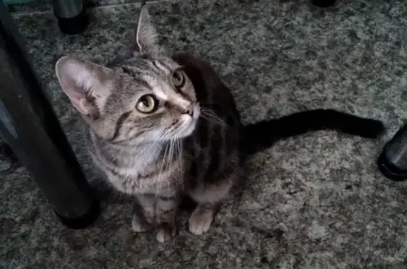 Найдена ласковая кошка в Барнауле