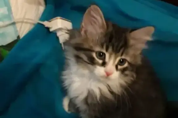 Кошки потеряшки, Санкт-Петербург, фото: Потеряшка кошка в Санкт-Петербурге: котенок, дымчато-серый окрас, выпал с балкона 6 этажа.