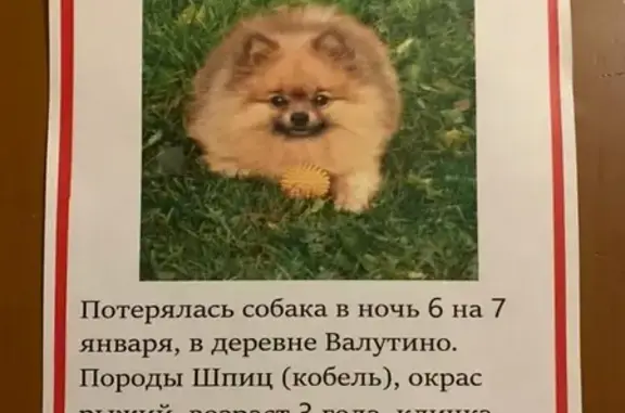 Пропала собака в Смоленске, рыжий кобель, 3 года.