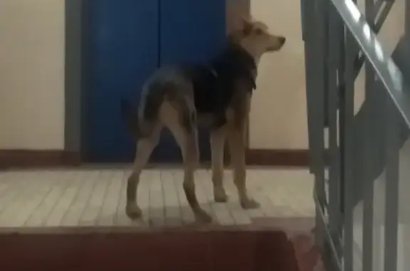 Найдена собака на Щёлковском шоссе, в шлейке
