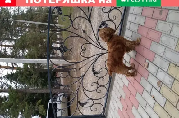 Собака найдена на Турбазе Лань в Майкопе