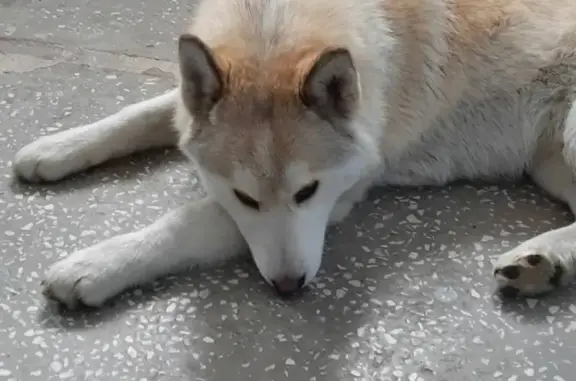 Найдена собака на ул. Молокова, Красноярск