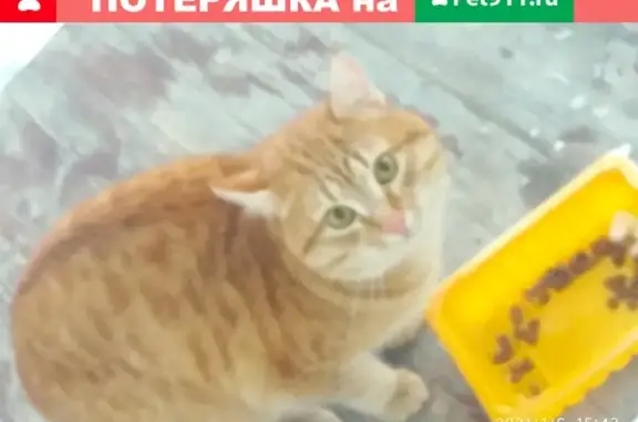 Найдена кошка в Чебоксарах, ищет дом