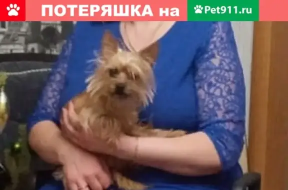 Пропала собака Мия в Оренбурге, вознаграждение гарантировано!