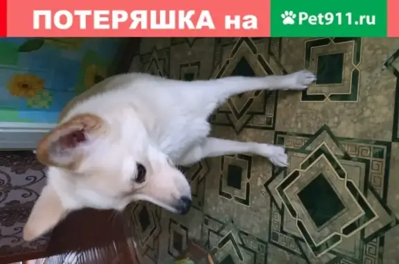 Найдена собака на ул. Кривова, Чебоксары