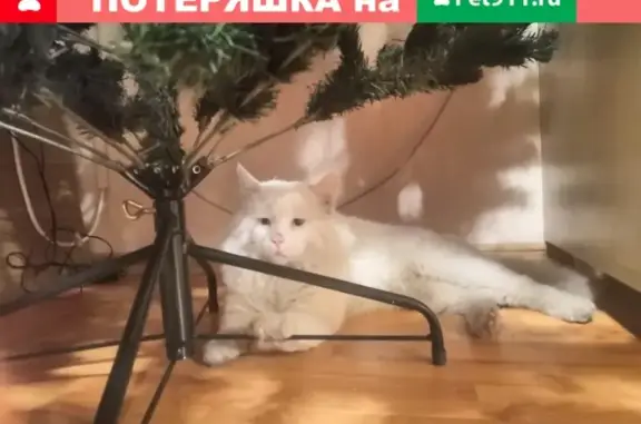 Найдена кошка в Москве, белый мальчик