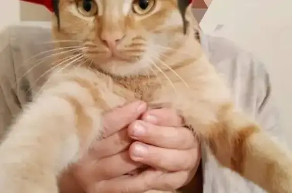 Кошки потеряшки, Кизилюрт, фото: Потеряшка кошка Рыжик в Бавтугае, обр. по номеру