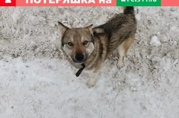 Найдена потеряшка собака в пос. Вознесенье, Казань