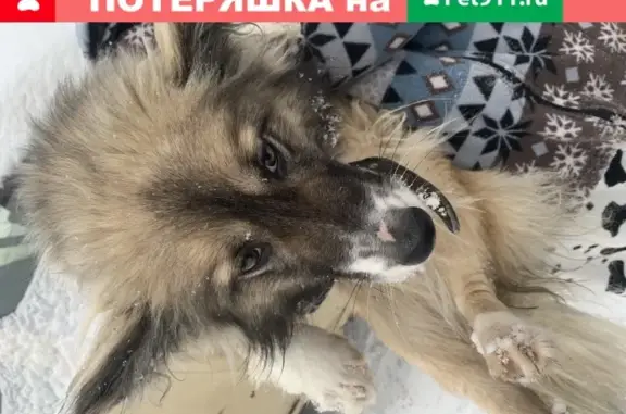 Найдена собака в Коляново, ищет дом