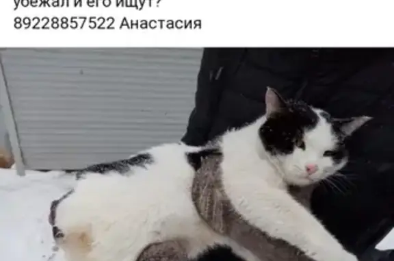 Найден кот в Оренбурге!