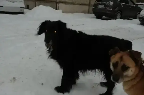 Собака Кобель с ошейником в Иваново