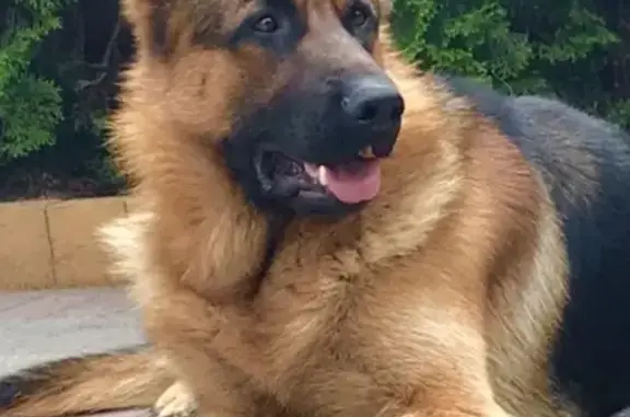 Потерянные животные Калининград, фото: Пропала собака Тайсон в Калининграде