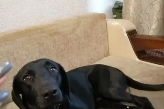 Собака найдена на заправке Шелл в Ростове
