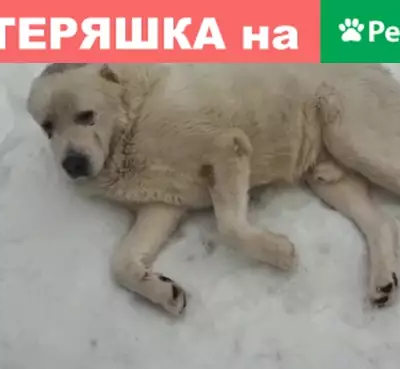 Найдена собака в МО, д. Беляниново с раной на лапе