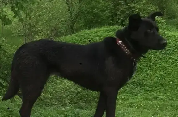 Пропала чёрная собака в Смоленске