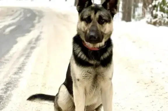 Собаки потеряшки, Тверь, фото: Потеряшка овчарка в деревне Поддубье, Тверь