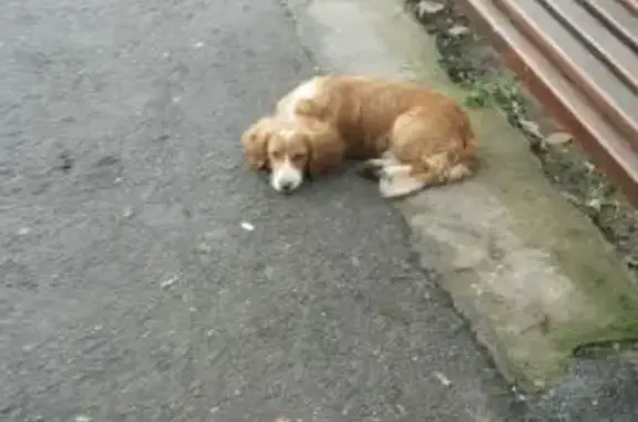 Молодая собака с ошейником найдена в Краснодаре