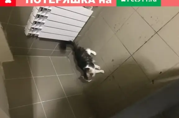 Найдена девочка-кошка в подъезде, Москва