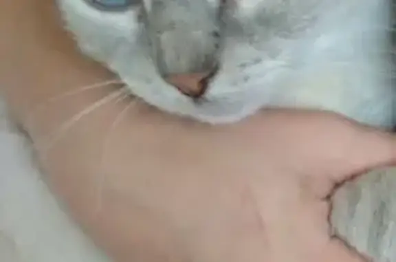 Потерянные животные Невинномысск, фото: Пропала кошка Филя в Невинномысске.