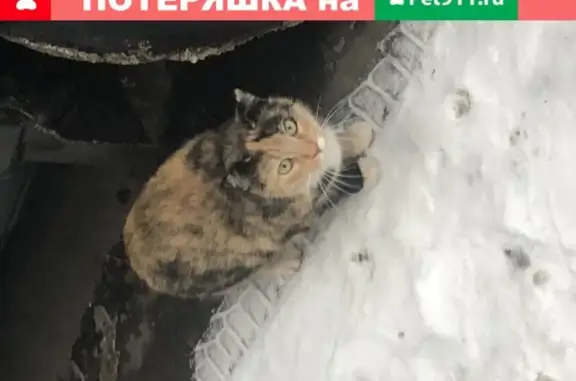 Найдена кошка на Гражданском проспекте (СПб)