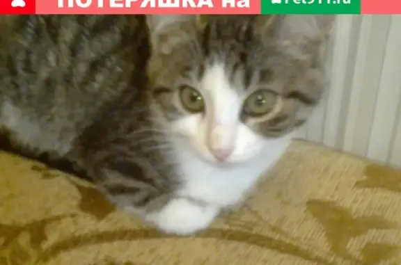 Пропала кошка Соня в Первомайске