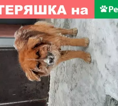 Собака на ул. Касьянова, 24, Иркутск