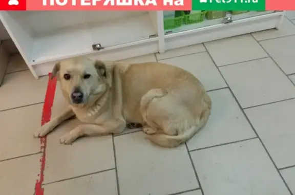 Собака найдена возле магазина Монетка в Челябинске