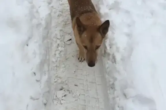 Собака на улице Богдана Хмельницкого.