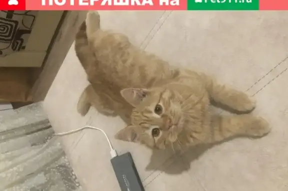 Пропал котик Рыжик, ул. Фроленко, Ставрополь