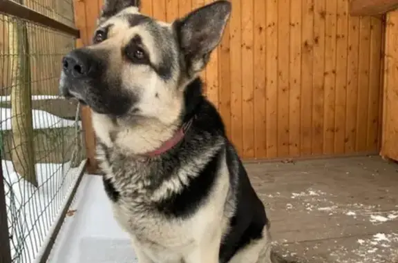 Найдена собака на улице Кольцовская, Пушкино