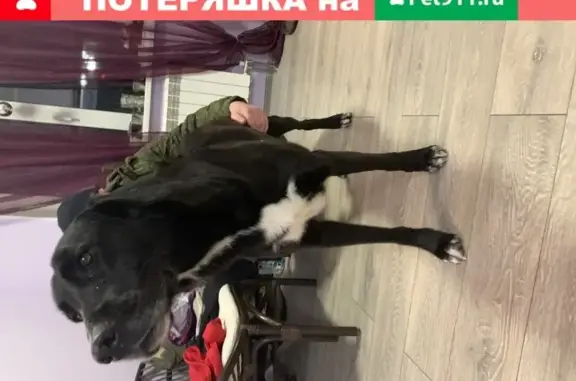 Найдена собака в Ропшинских горках