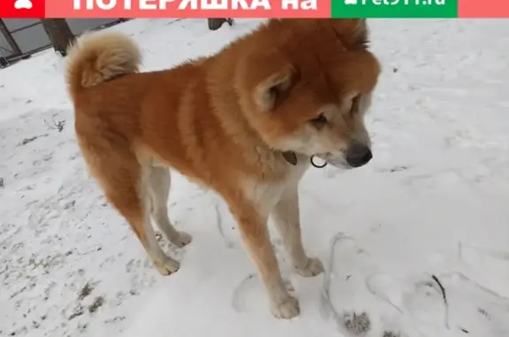 Пропала собака Арчи в Быково, Московская область