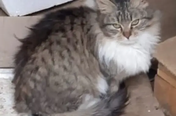 Найдена кошка на Можайском шоссе 153