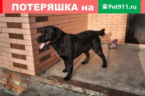 Найден чёрный лабрадор в Батайске, ул. Ставропольская.