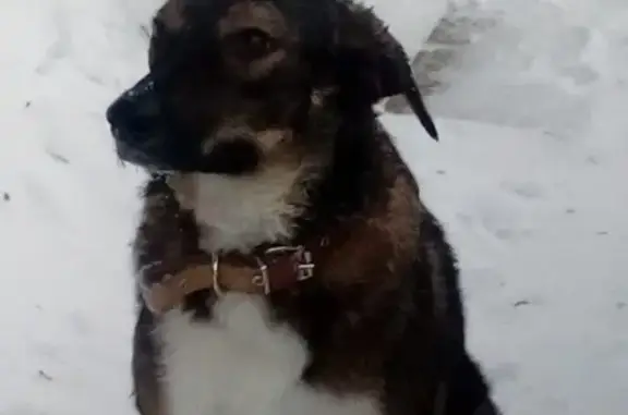 Собаки потеряшки, Арейское, фото: Потеряшка собака с ошейником в Тростенцово, Красноярская железная дорога