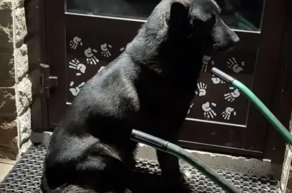 Найден добрый и умный мальчик-собака в Видном