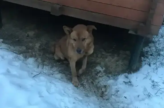 Собака найдена возле спортивного комплекса в Санкт-Петербурге