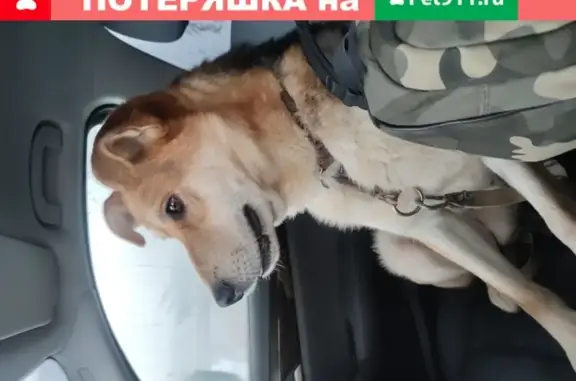 Найдена собака на М-10, передержка в Выползово.