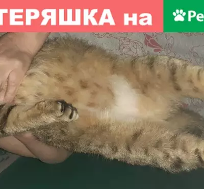Найден кот на Рождественского 3А, ищет хозяев!