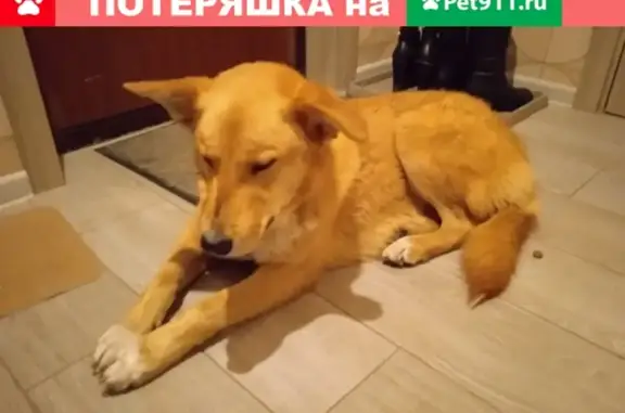 Собака найдена в ЖК Новгород Павлино, нужны хозяева