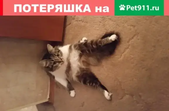 Пропала кошка Кошечка, 4 года, Москва