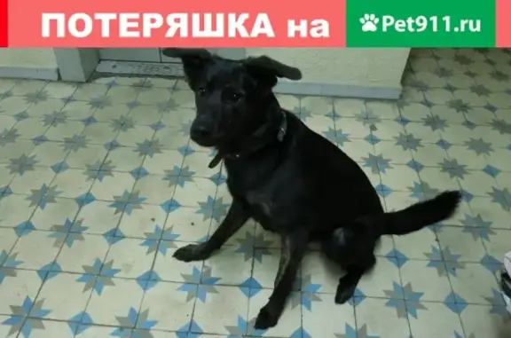 Найдена собака в Москве, ищем старых хозяев