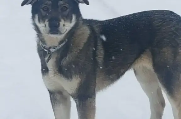 Собака Девочка найдена в Чехове