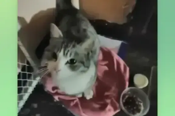 Найдена домашняя кошка с необычным окрасом в СПб