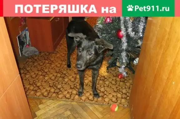 Найдена собака в Москве, девочка, черный окрас, возраст 1,5 года